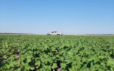 Recorrida de lotes en General Pinedo, Chaco