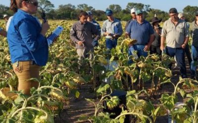 Participamos de la Red de Ensayos del INTA y la Asociación de Ingenieros Agrónomos del sudoeste chaqueño.