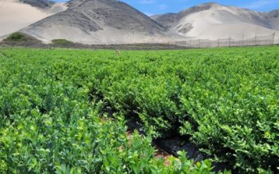 Arándanos en Perú