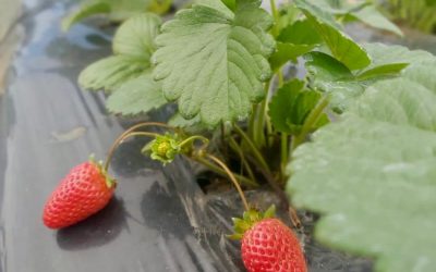 Recorrida de plantaciones de frutillas y pimientos