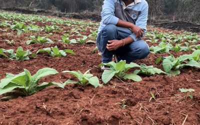 Gira técnica de tabaco en Paraguay🇵🇾